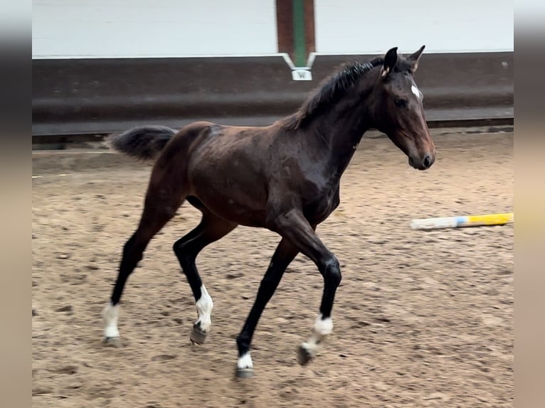 Oldenbourg Jument 1 Année 166 cm Bai brun in Bramsche