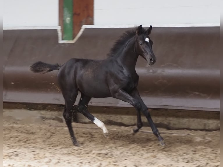 Oldenbourg Jument 1 Année 166 cm Noir in Bramsche