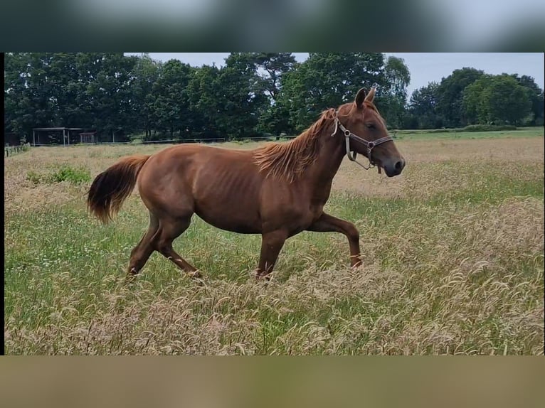 Oldenbourg Jument 1 Année 167 cm Alezan in Wittmund
