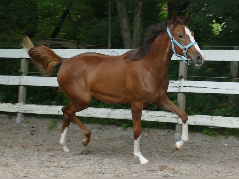 Oldenbourg Jument 1 Année 168 cm Alezan brûlé in Greifenstein