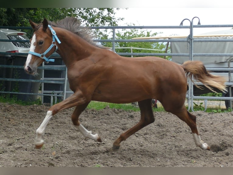Oldenbourg Jument 1 Année 168 cm Alezan brûlé in Greifenstein