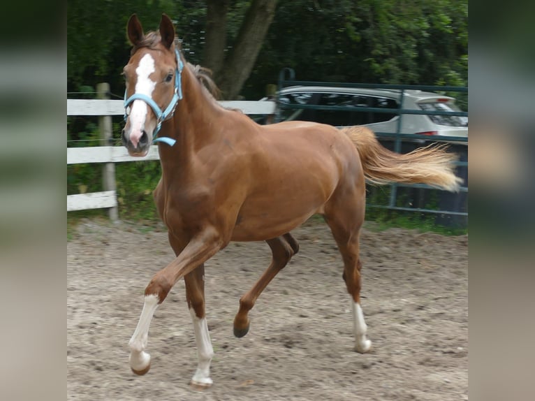 Oldenbourg Jument 1 Année 168 cm Alezan brûlé in Greifenstein