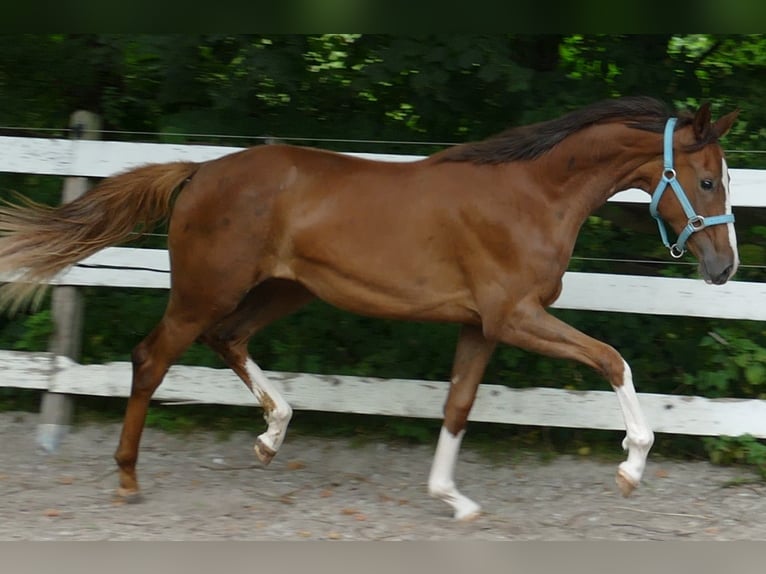 Oldenbourg Jument 1 Année 168 cm Alezan brûlé in Greifenstein