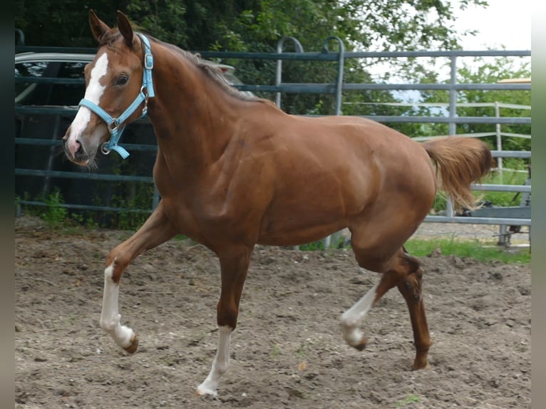 Oldenbourg Jument 1 Année 168 cm Alezan brûlé in Greifenstein