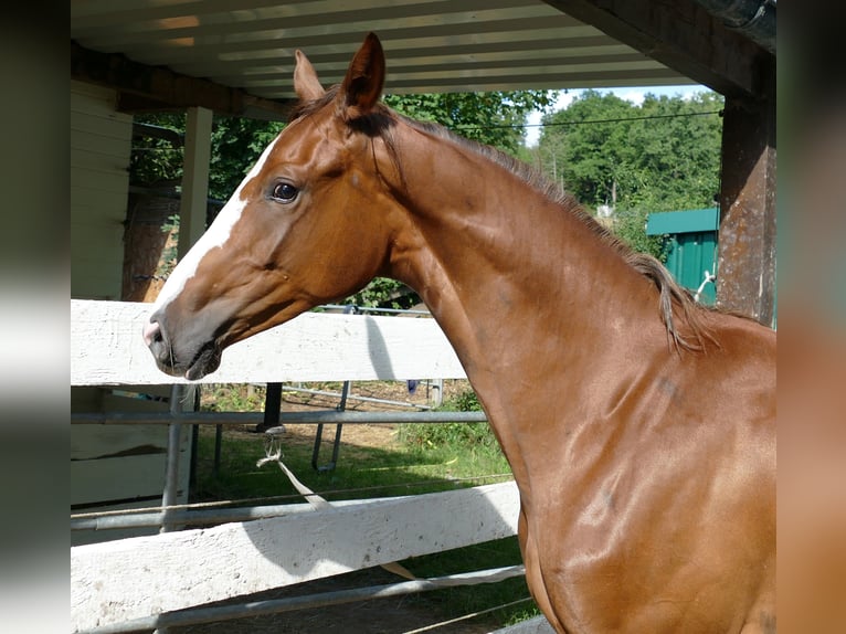 Oldenbourg Jument 1 Année 168 cm Alezan brûlé in Greifenstein