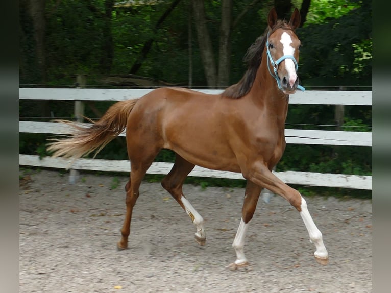 Oldenbourg Jument 1 Année 168 cm Alezan brûlé in Greifenstein