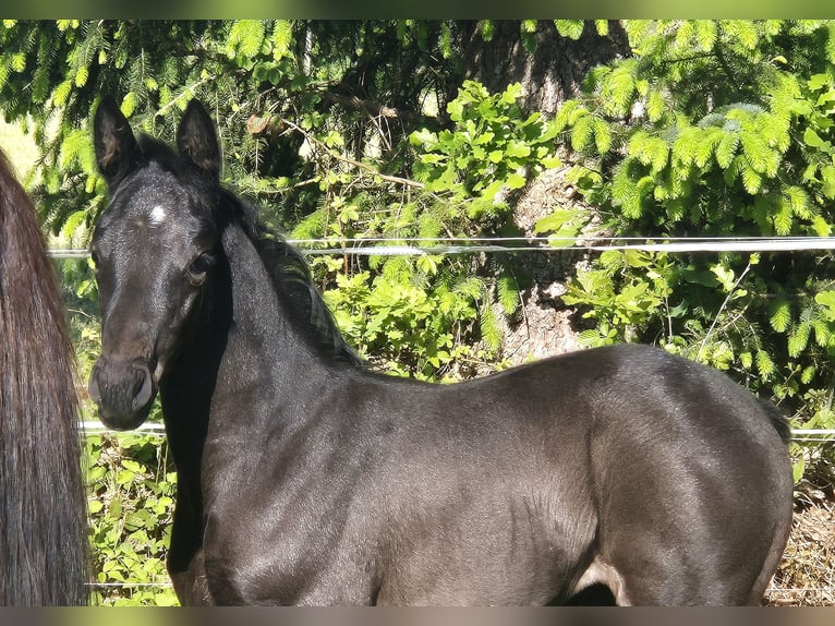 Oldenbourg Jument 1 Année 168 cm Bai brun in Westerstede