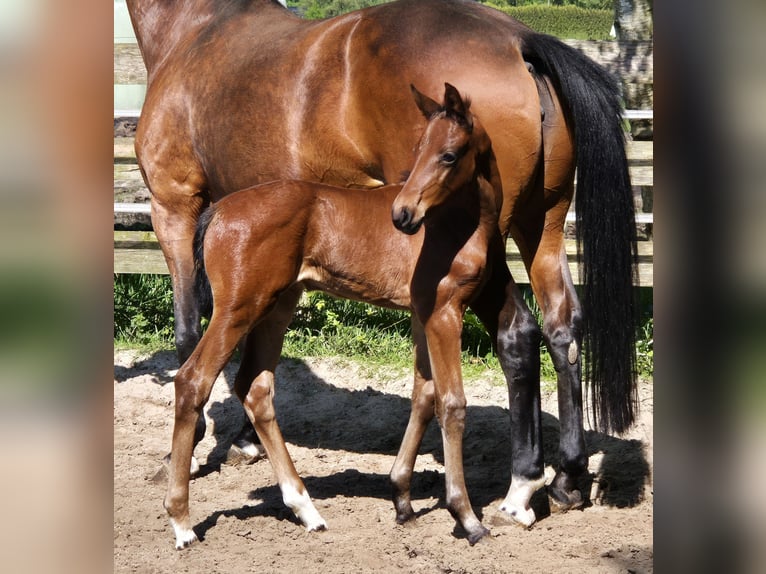 Oldenbourg Jument 1 Année 168 cm Bai in Westerstede