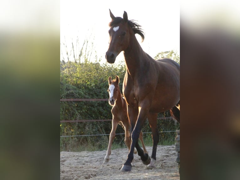 Oldenbourg Jument 1 Année 170 cm Alezan brûlé in Laag-Keppel