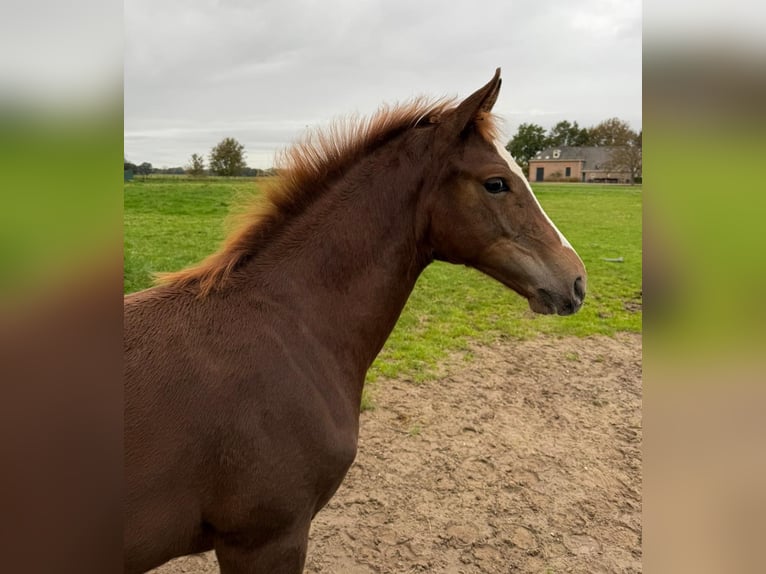 Oldenbourg Jument 1 Année 170 cm Alezan in Laag-Keppel