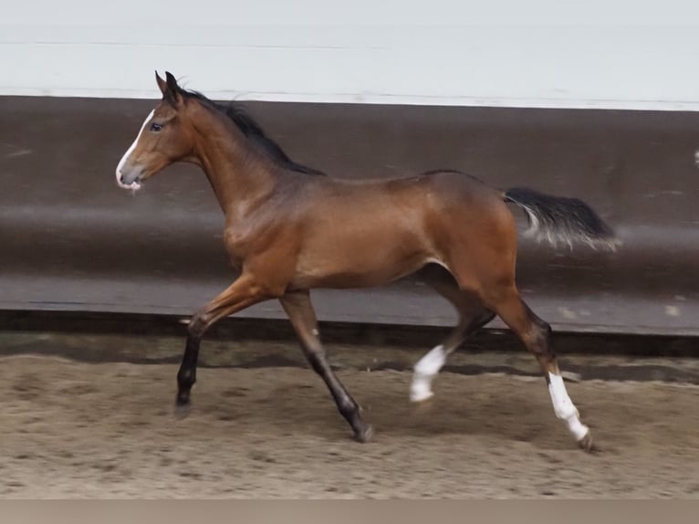 Oldenbourg Jument 1 Année 170 cm Bai brun in Bramsche