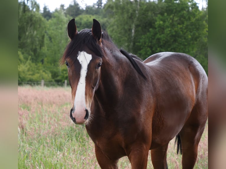 Oldenbourg Jument 1 Année 170 cm Bai brun in Bramsche