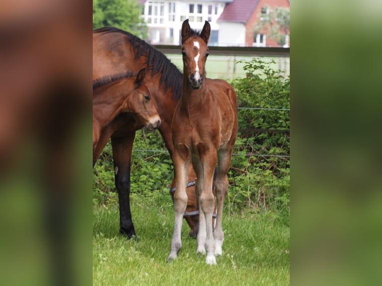Oldenbourg Jument 1 Année 170 cm Bai brun in Bramsche