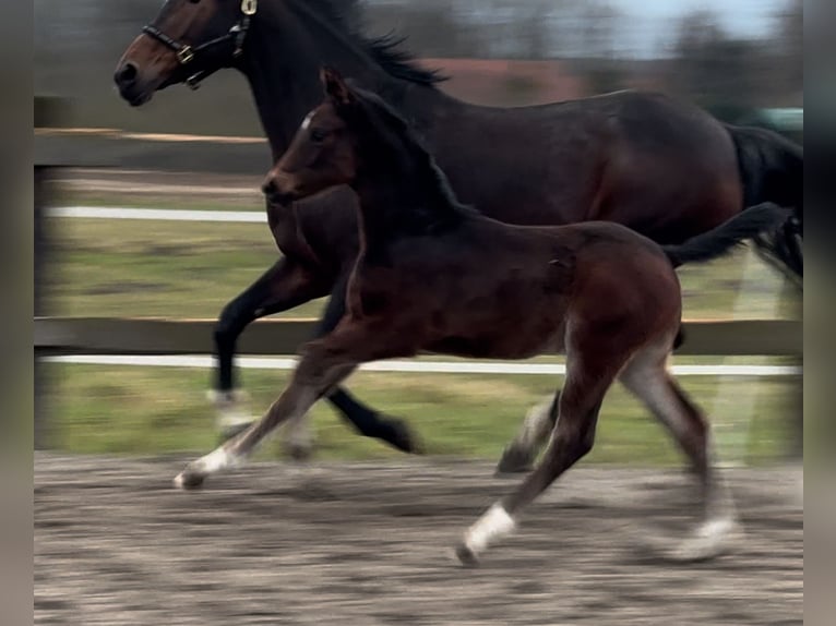 Oldenbourg Jument 1 Année 170 cm Bai brun in Bramsche