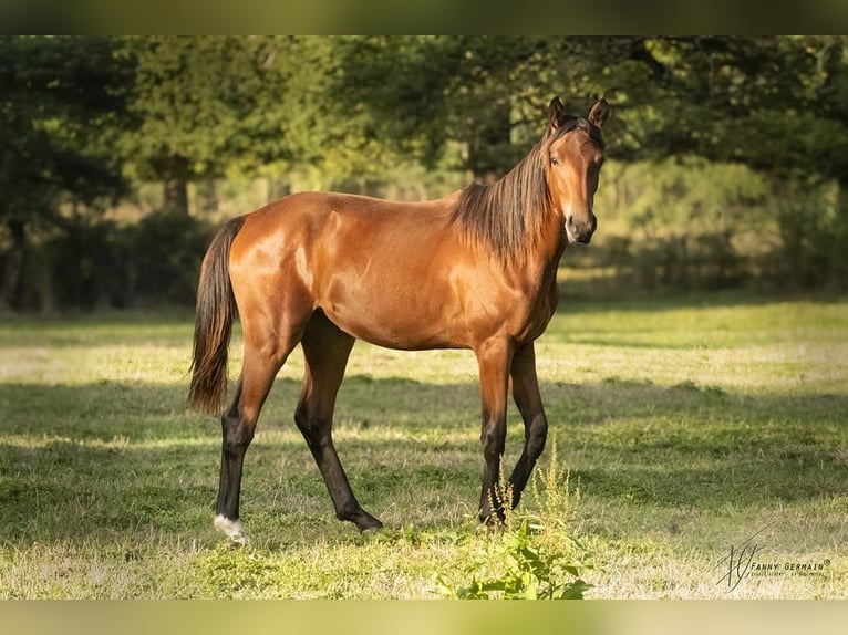 Oldenbourg Jument 1 Année 170 cm Bai in Thiers