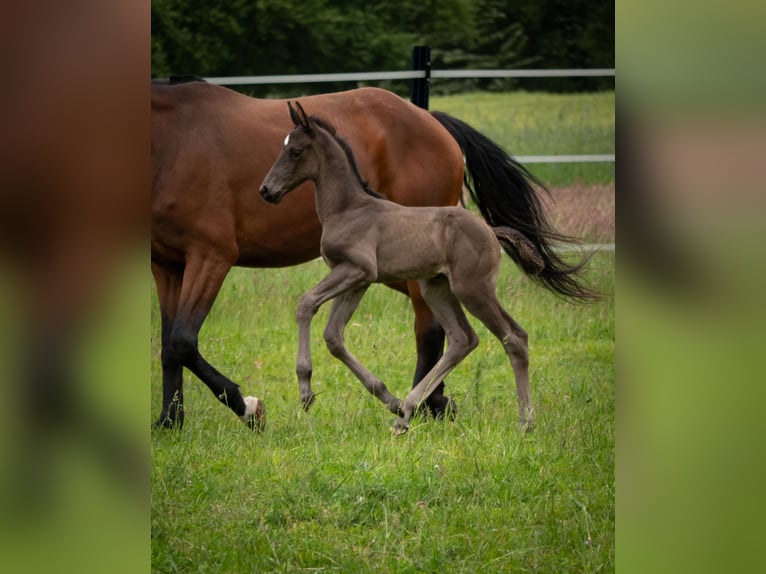 Oldenbourg Jument 1 Année 170 cm Noir in Miastków Kościelny