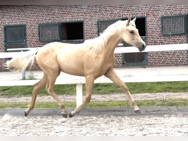 Oldenbourg Jument 1 Année 170 cm Palomino in Stuhr