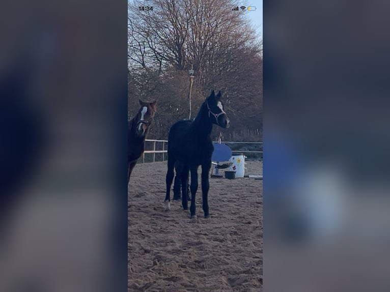 Oldenbourg Jument 1 Année 170 cm Peut devenir gris in Handewitt
