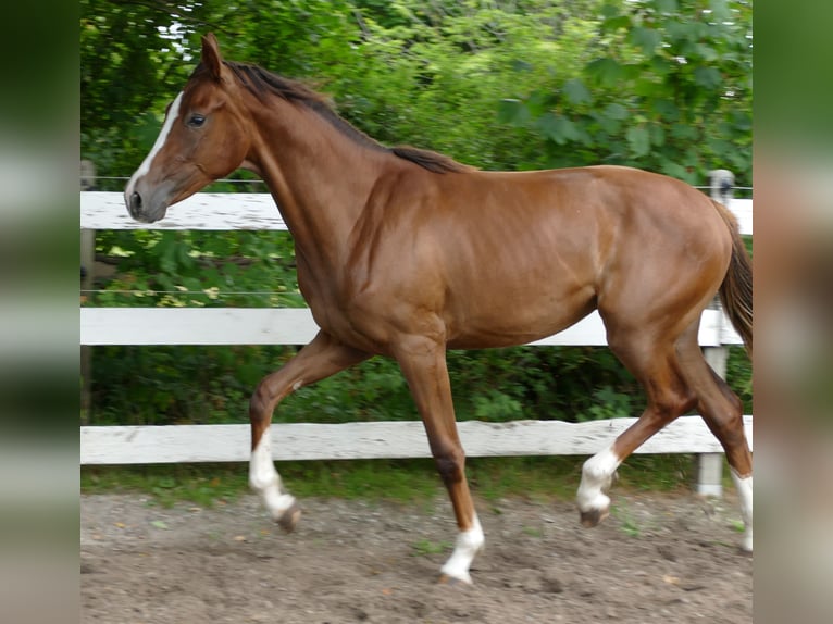 Oldenbourg Jument 1 Année 172 cm Alezan brûlé in Greifenstein