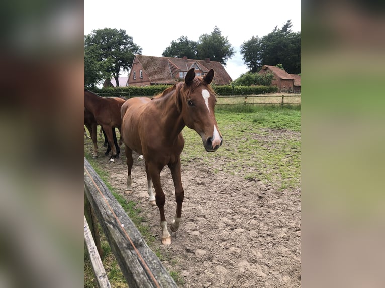 Oldenbourg Jument 1 Année 172 cm Alezan brûlé in Lastrup