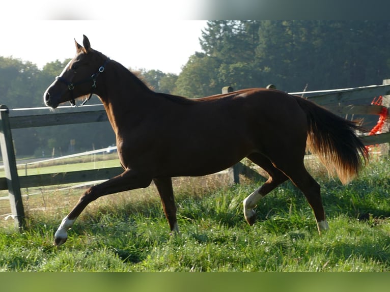 Oldenbourg Jument 1 Année 175 cm Alezan brûlé in Greifenstein