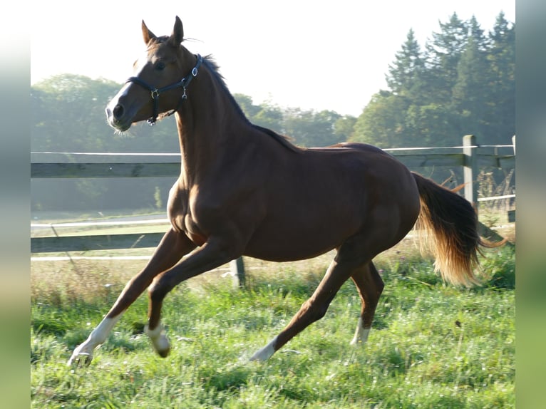 Oldenbourg Jument 1 Année 175 cm Alezan brûlé in Greifenstein
