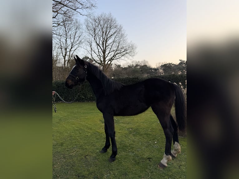 Oldenbourg Croisé Jument 1 Année 175 cm Bai brun in Laar