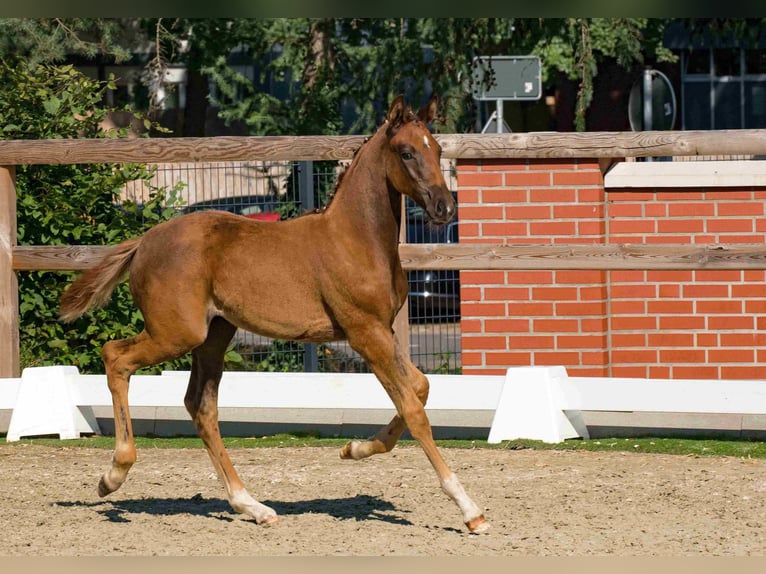 Oldenbourg Jument 1 Année Alezan brûlé in Großheide