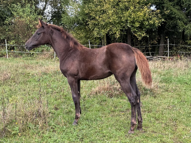 Oldenbourg Jument 1 Année Alezan brûlé in Dillenburg