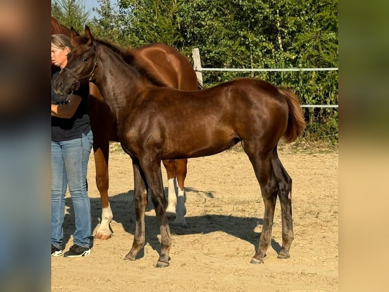 Oldenbourg Jument 1 Année Alezan brûlé in Dillenburg