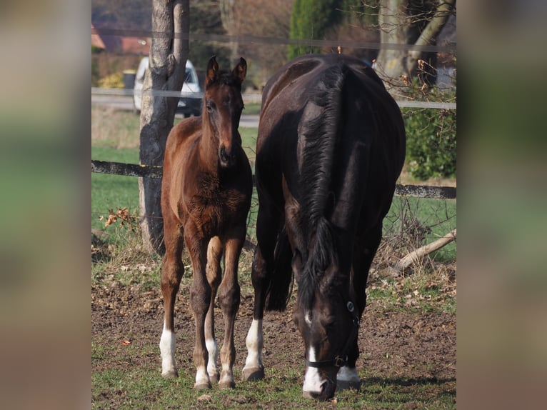 Oldenbourg Jument 1 Année Bai brun in Bramsche