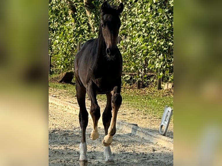 Oldenbourg Jument 1 Année Bai brun in Eschenburg