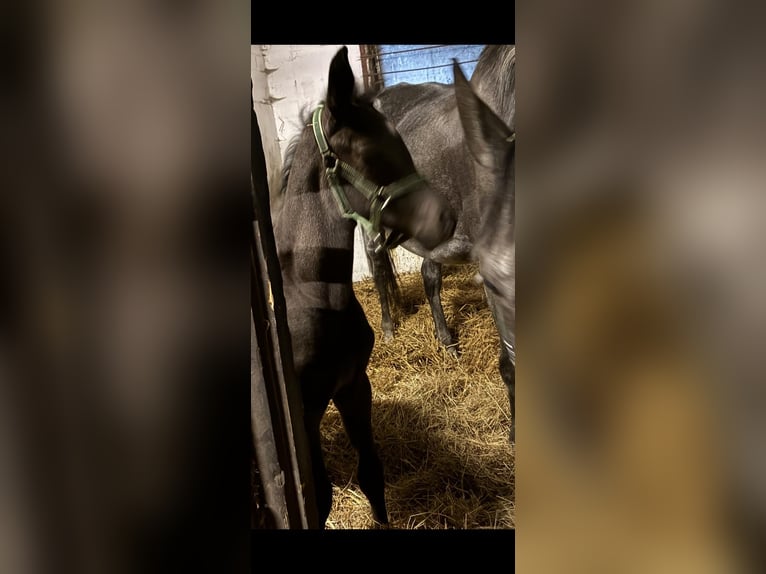 Oldenbourg Jument 1 Année Bai brun in Großenkneten