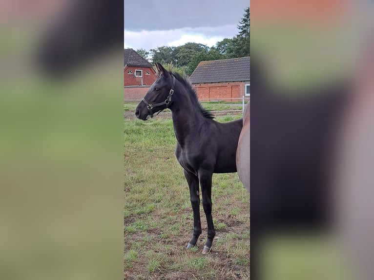 Oldenbourg Jument 1 Année Bai brun foncé in Travenhorst