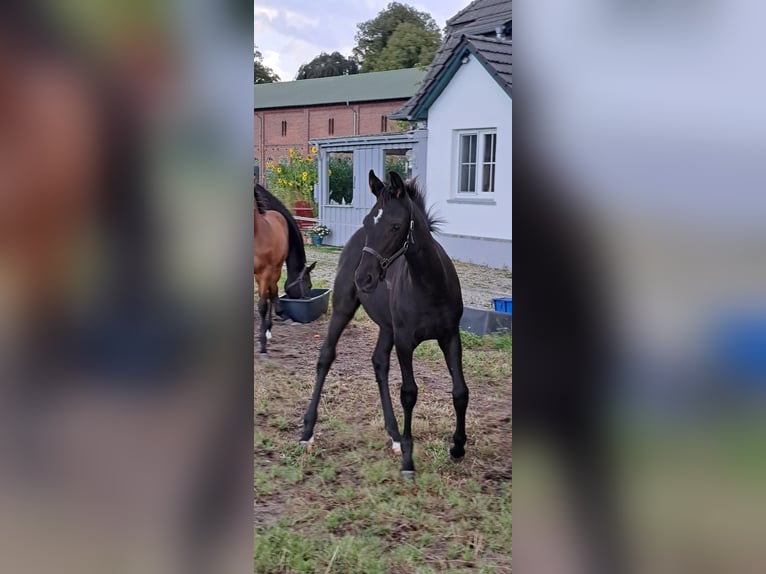Oldenbourg Jument 1 Année Bai brun foncé in Travenhorst