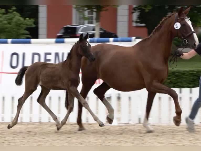 Oldenbourg Jument 1 Année Bai brun foncé in Travenhorst