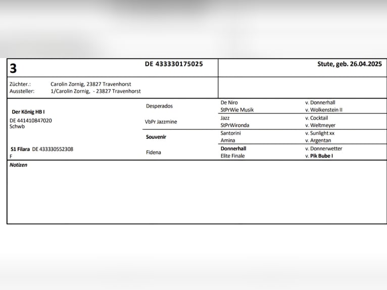 Oldenbourg Jument 1 Année Bai brun foncé in Travenhorst