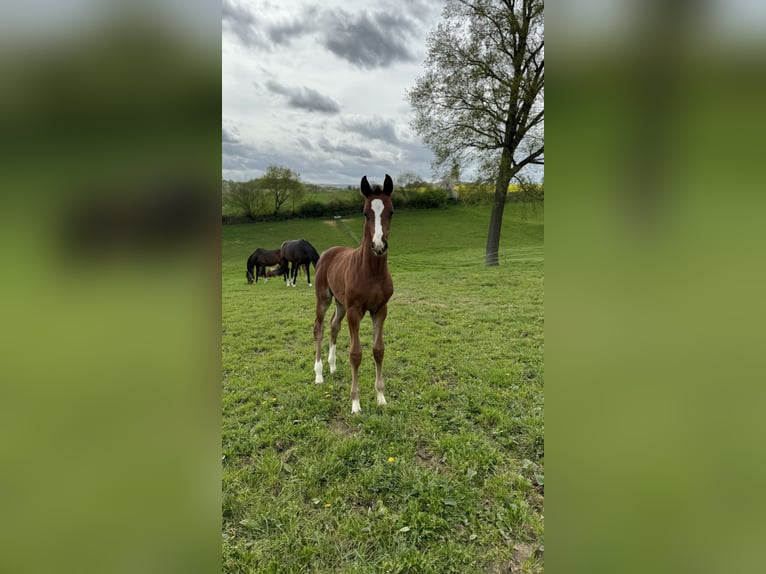 Oldenbourg Jument 1 Année Bai in Petershagen