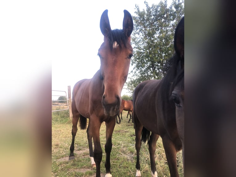 Oldenbourg Jument 1 Année Bai in Hiddenhausen