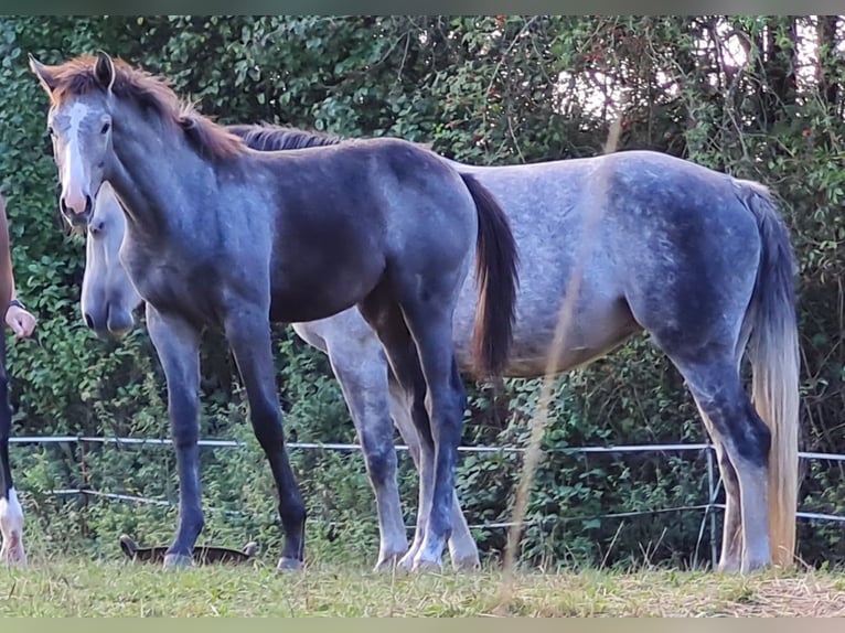Oldenbourg Jument 1 Année Gris in Lahntal