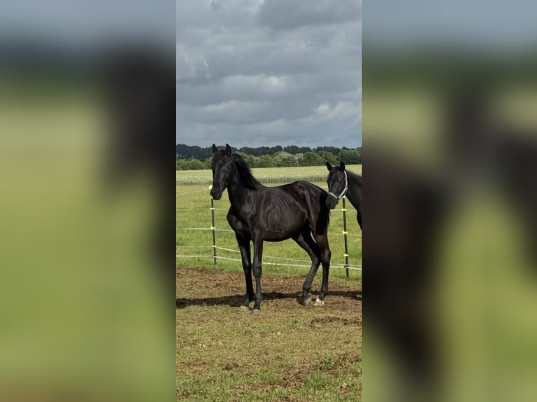 Oldenbourg Jument 1 Année Noir in BrünzowLoissin