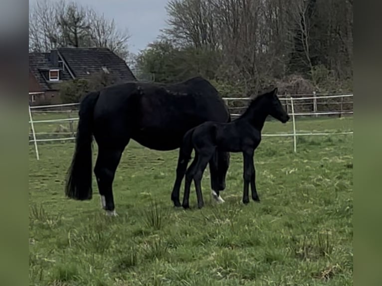Oldenbourg Jument 1 Année Noir in Breklum
