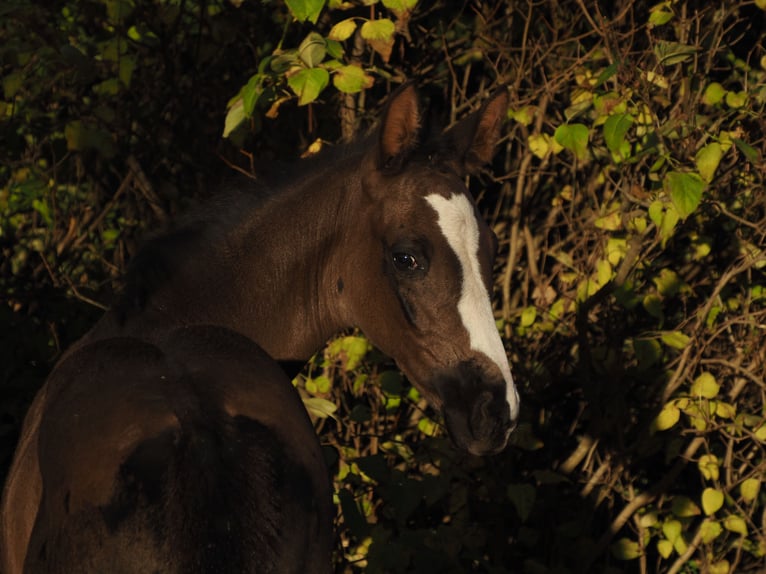 Oldenbourg Jument 1 Année Noir in Bramsche