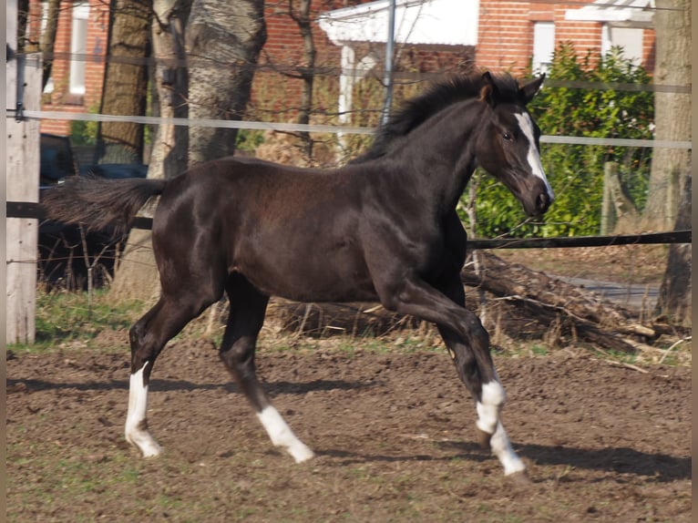 Oldenbourg Jument 1 Année Noir in Bramsche
