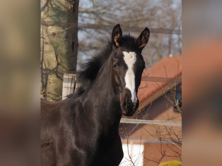 Oldenbourg Jument 1 Année Noir in Bramsche