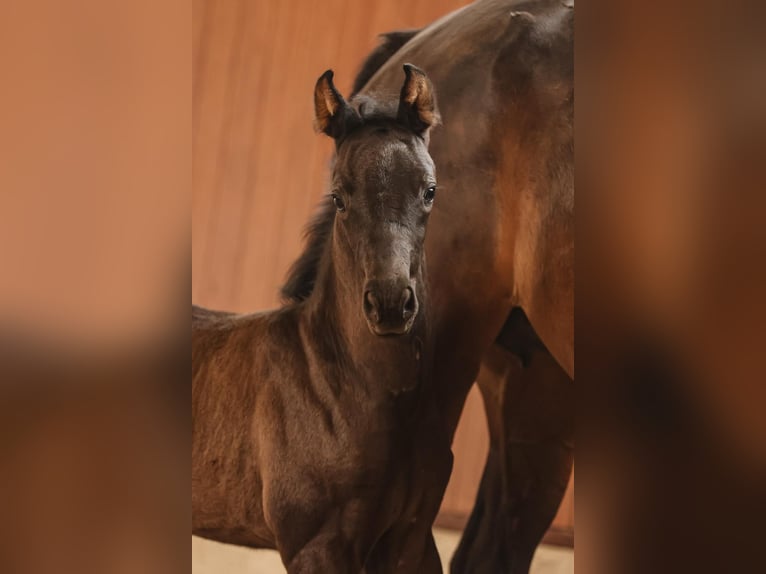 Oldenbourg Jument 1 Année Noir in Großenkneten