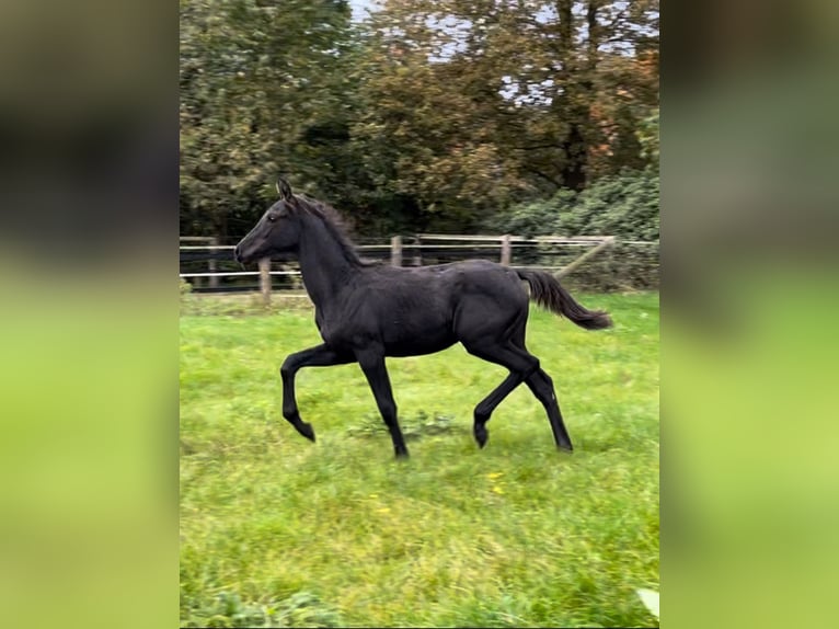 Oldenbourg Jument 1 Année Noir in Werlte