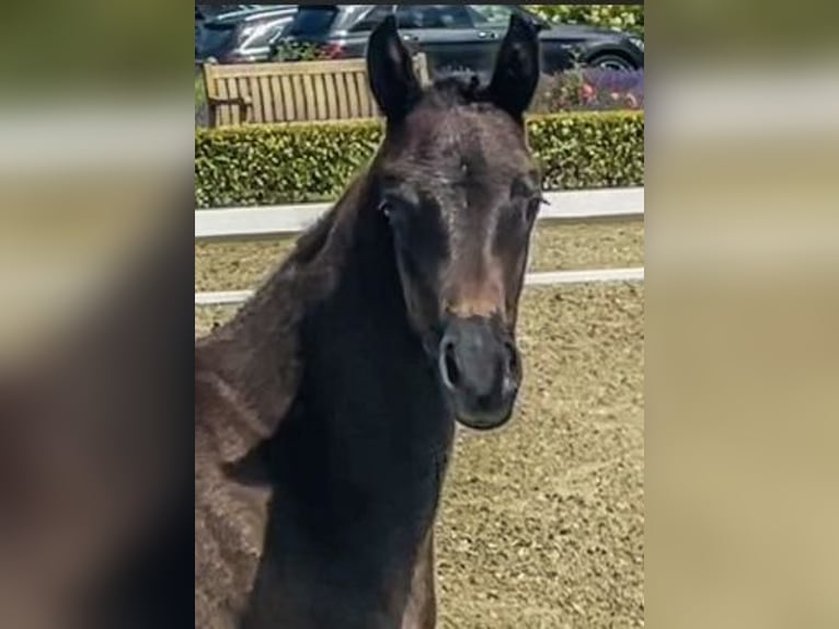 Oldenbourg Jument 1 Année Noir in Isernhagen