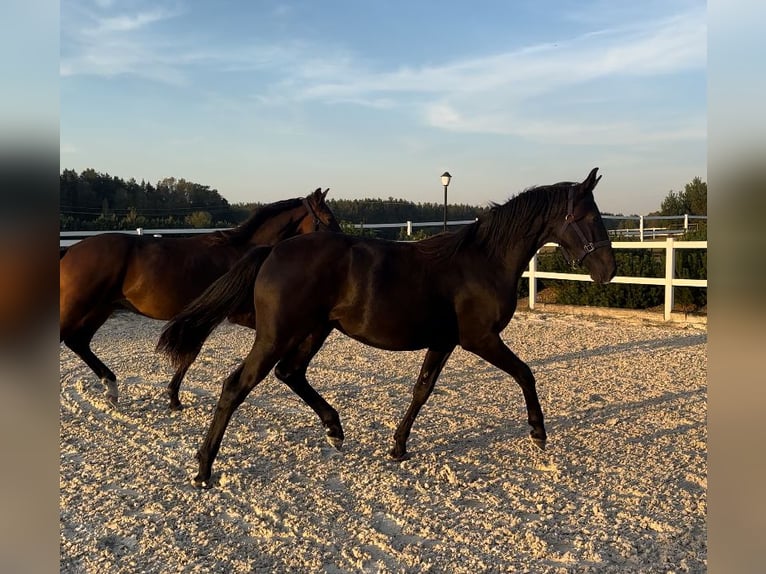 Oldenbourg Jument 1 Année Noir in Niezabyszewo