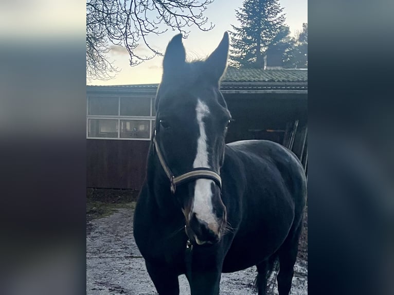 Oldenbourg Jument 20 Ans 163 cm Bai brun foncé in Warnow